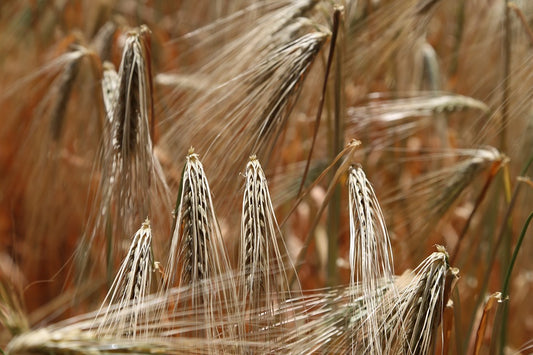 Is Gluten The Enemy?